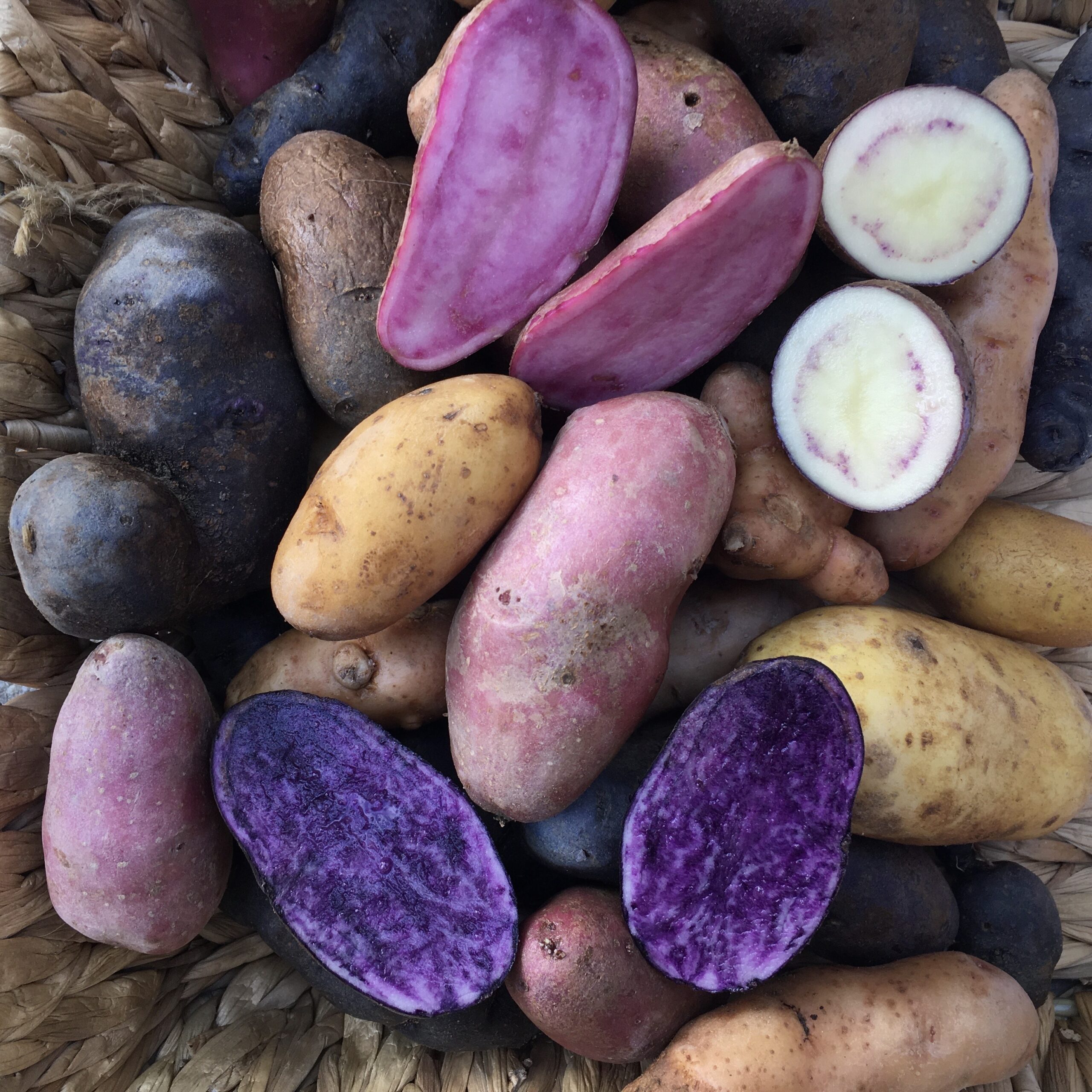 Kartoffelvielfalt