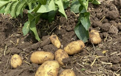 Köstliche Kartoffeln aus eigener Ernte